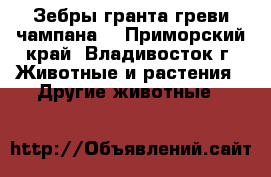 Зебры гранта,греви,чампана. - Приморский край, Владивосток г. Животные и растения » Другие животные   